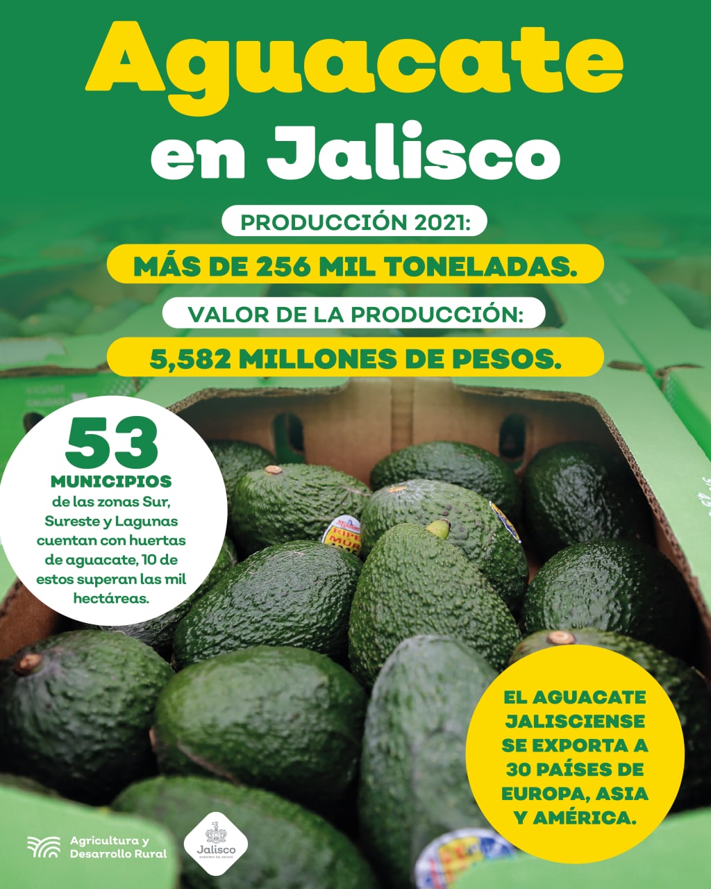 El Aguacate De Jalisco Se Da A Conocer En El Extranjero Secretar A De