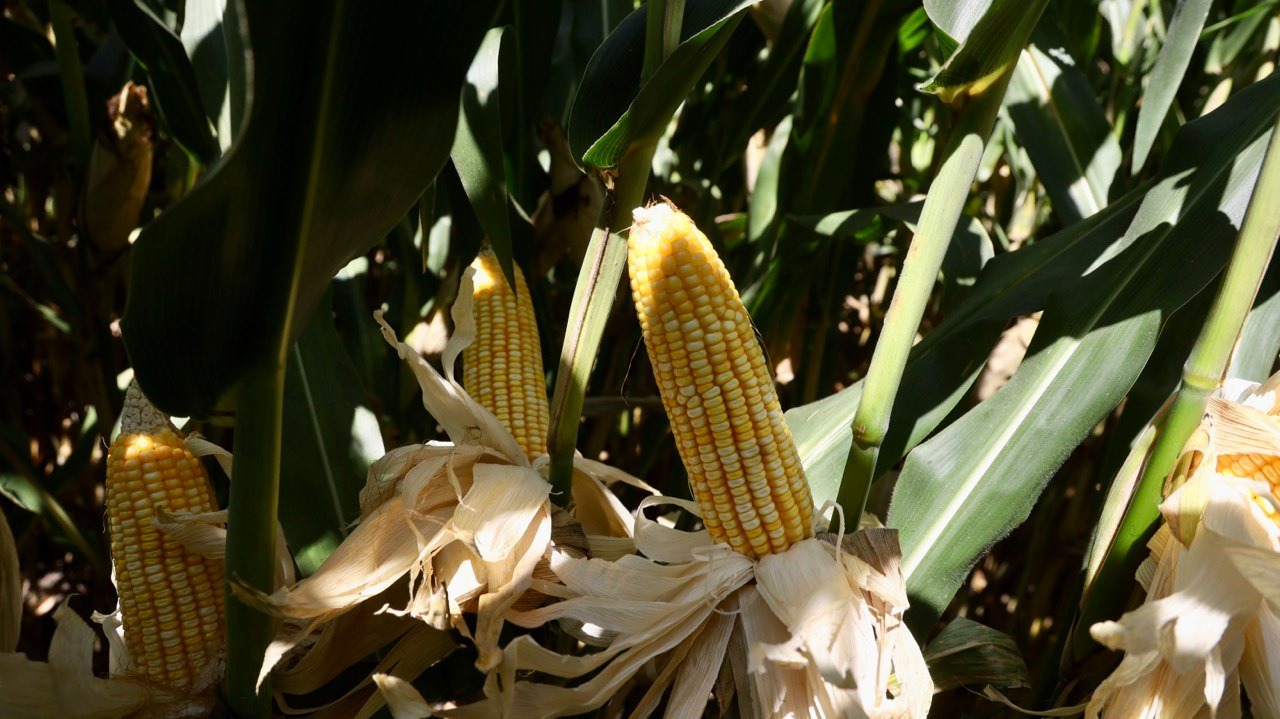 SADER Jalisco Refuerza Al Cultivo Maicero Con Apoyos En Varios Enfoques