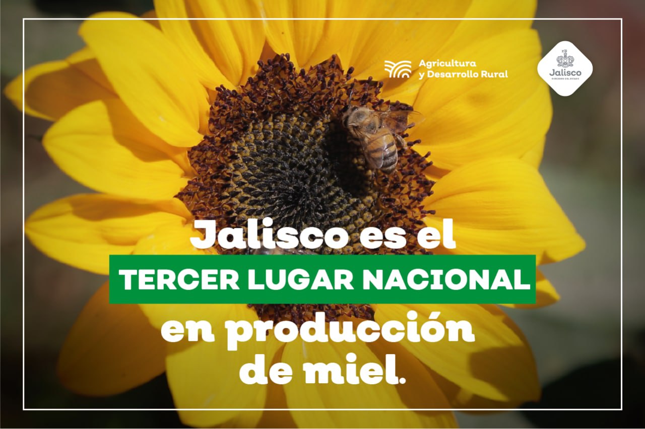 Jalisco produce cada vez más y mejor miel | Secretaría de Agricultura y  Desarrollo Rural