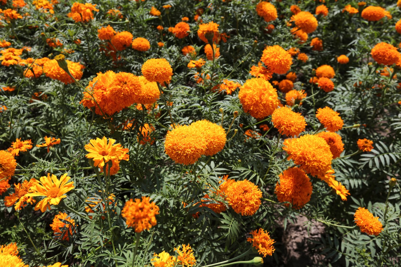 Flores de viveros conurbados se dejan ver en el Día de Muertos | Secretaría  de Agricultura y Desarrollo Rural