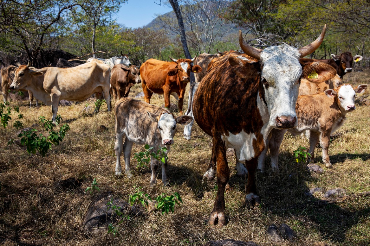 Ganadería Bovina Un Emblema Del Campo Jalisciense Secretaría De Agricultura Y Desarrollo Rural 