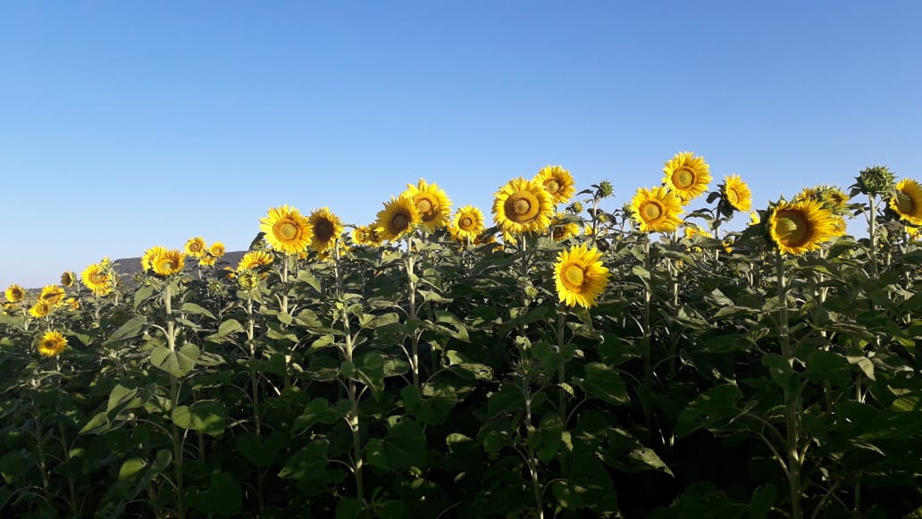 SADER Jalisco promueve siembras de girasol en la Zona Norte | Secretaría de  Agricultura y Desarrollo Rural