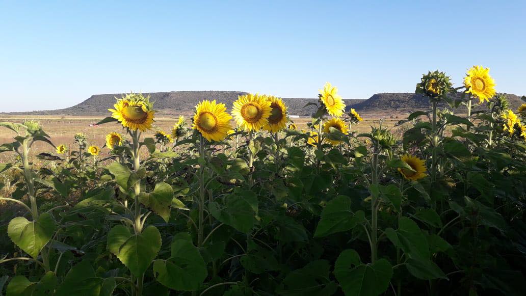 Arranca siembra comercial del girasol en la Zona Norte con paquete  tecnológico de vanguardia | Secretaría de Agricultura y Desarrollo Rural